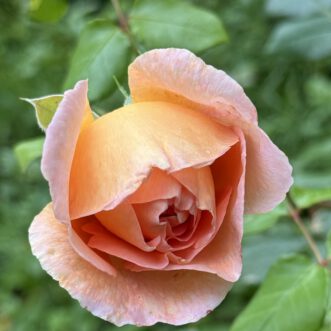 ‚Rose‘ eine wunderbare Blume